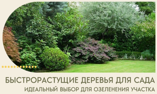Быстрорастущие деревья для сада идеальный выбор в Кинели