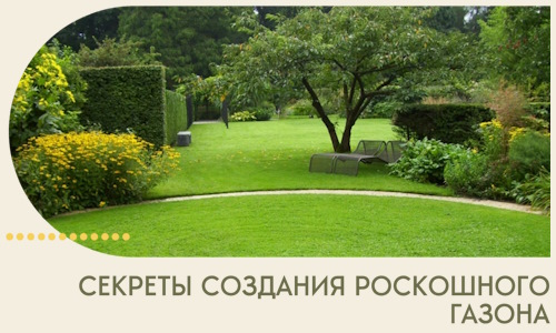 Секреты создания роскошного газона в Кинели